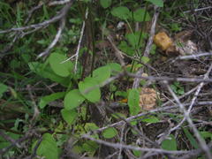 Diascia parviflora