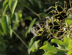 Clematis meyeniana
