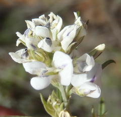 Psoralea candicans