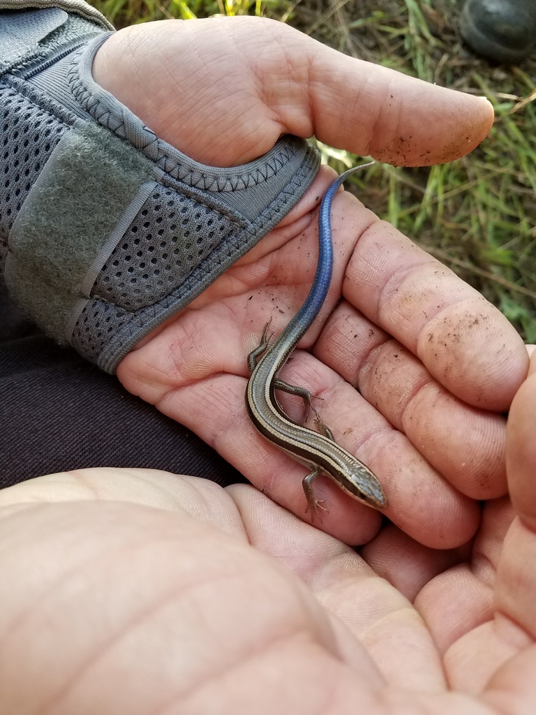 Western skink from 16100 ca 128 boonville ca 95415 usa on april 3