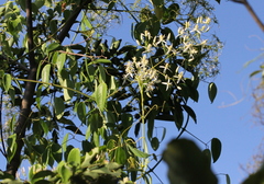 Clematis meyeniana