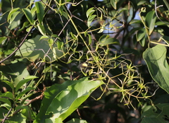 Clematis meyeniana