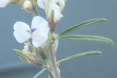 Psoralea candicans