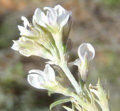 Psoralea candicans