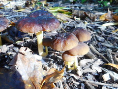 Pluteus romellii