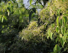 Clematis meyeniana