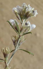Psoralea candicans