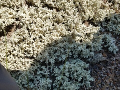 Cladonia caroliniana