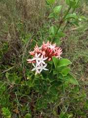 Acokanthera schimperi