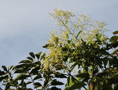 Clematis meyeniana