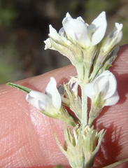 Psoralea candicans