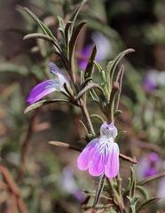 Justicia divaricata