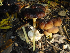 Pluteus romellii
