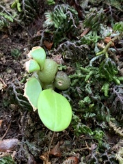 Bulbophyllum pectinatum