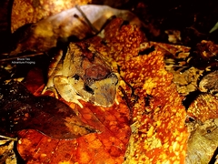 Limnonectes malesianus