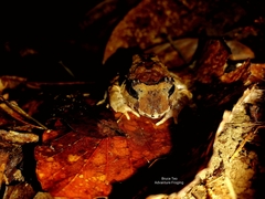 Limnonectes malesianus