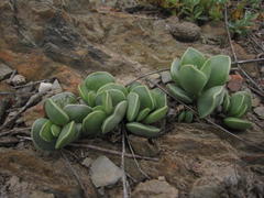 Adromischus caryophyllaceus
