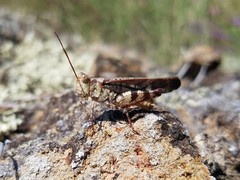 Spharagemon marmorata