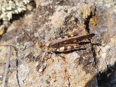 Spharagemon marmorata