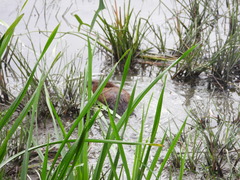 Ondatra zibethicus