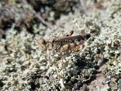 Spharagemon marmorata