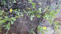 Osteospermum calendulaceum