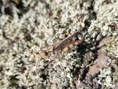 Spharagemon marmorata