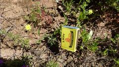 Osteospermum calendulaceum