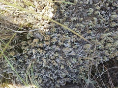 Selaginella rupestris