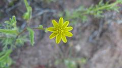 Osteospermum calendulaceum