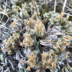 Selaginella rupestris