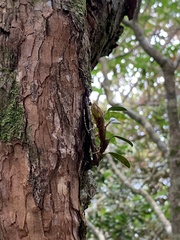Dendrobium sanseiense