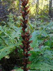 Orobanche pallidiflora