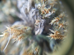 Selaginella rupestris