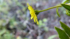 Osteospermum calendulaceum