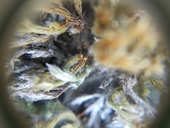 Selaginella rupestris