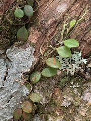 Bulbophyllum tokioi