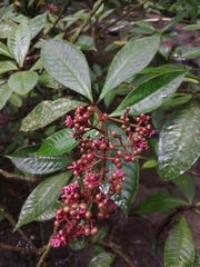 Parathesis donnell-smithii