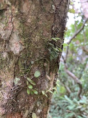 Bulbophyllum tokioi