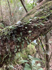 Bulbophyllum tokioi