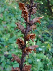 Orobanche pallidiflora