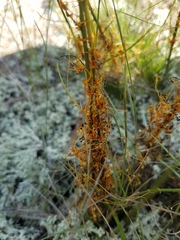 Cuscuta harperi