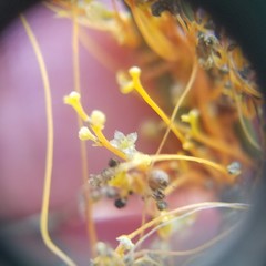 Cuscuta harperi