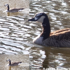 Branta canadensis