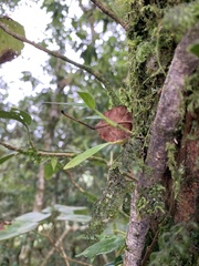 Dendrobium moniliforme