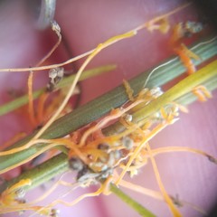 Cuscuta harperi