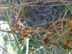 Cuscuta harperi