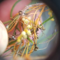 Cuscuta harperi