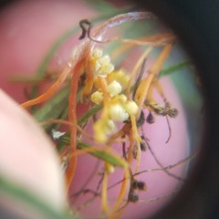 Cuscuta harperi