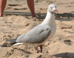 Chroicocephalus cirrocephalus poiocephalus